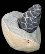 D, Oligocene Aged Fossil Pine Cone - Germany #50770-4